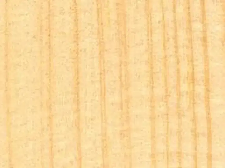 Textura lemnului Molid